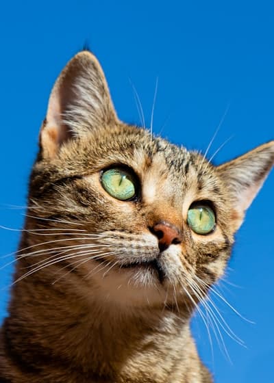 AI 生成的萌宠试吃产品广告视频封面 — 猫粮种草视频